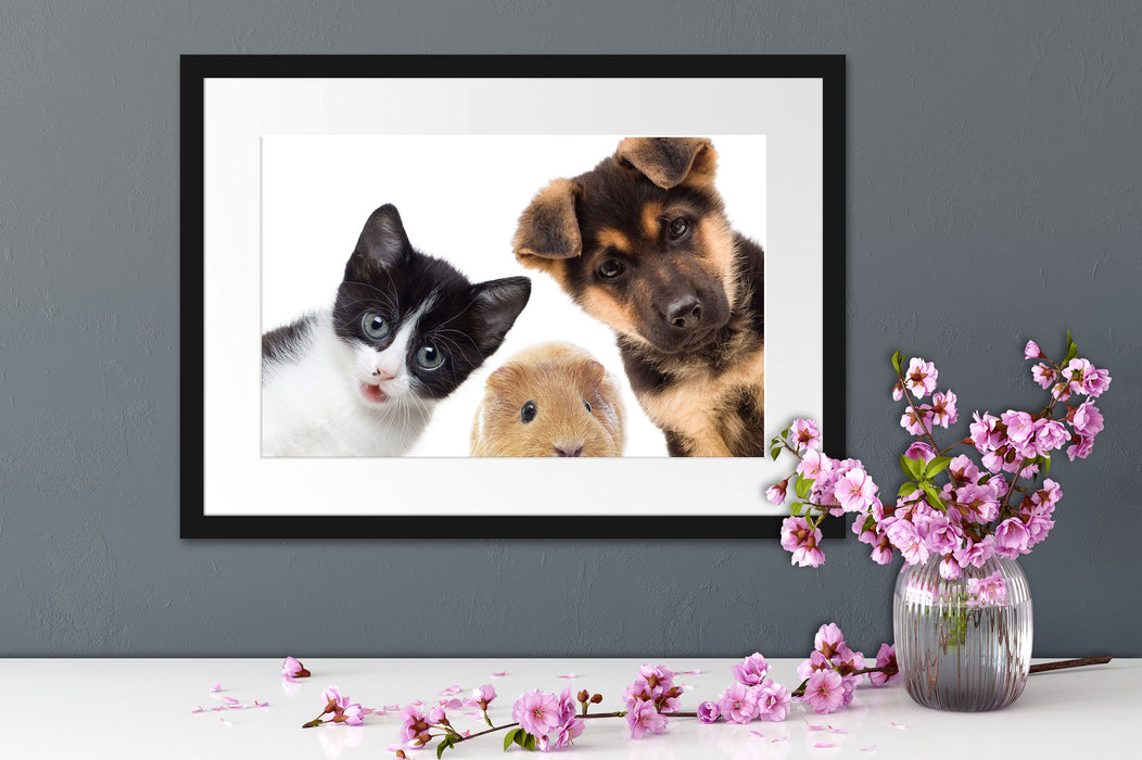 Trio Hund Katze Meerschwein Passepartout Wohnzimmer