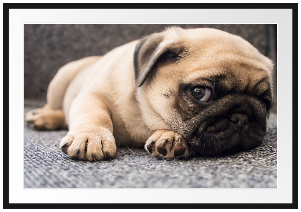 Pixxprint Süßer Mops auf Teppich, im Galerie-Passepartout Bilderrahmen