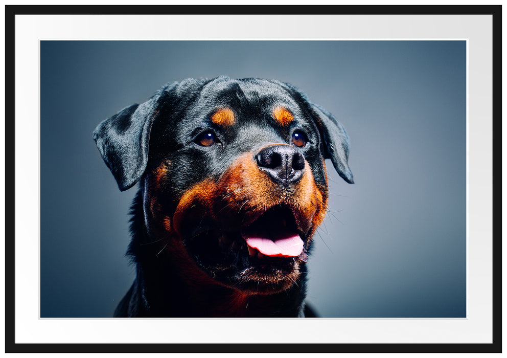 Pixxprint Treuer Rottweiler, im Galerie-Passepartout Bilderrahmen