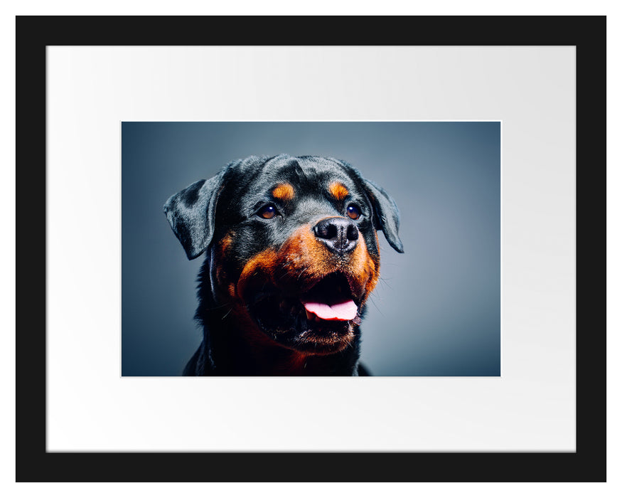 Treuer Rottweiler Passepartout 38x30