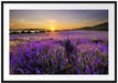 Lavendelfeld in Frankreich Passepartout 100x70