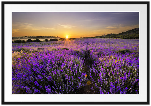 Lavendelfeld in Frankreich Passepartout 100x70