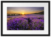 Lavendelfeld in Frankreich Passepartout 55x40