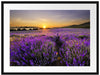 Lavendelfeld in Frankreich Passepartout 80x60