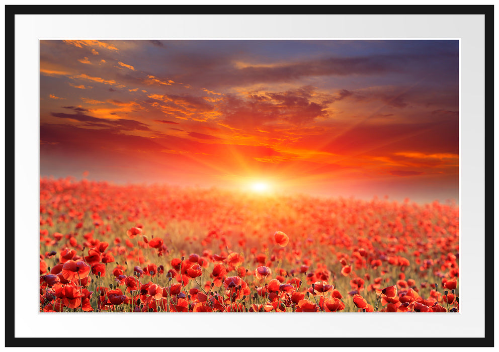 Pixxprint Mohnblütenfeld bei Sonnenuntergang, im Galerie-Passepartout Bilderrahmen