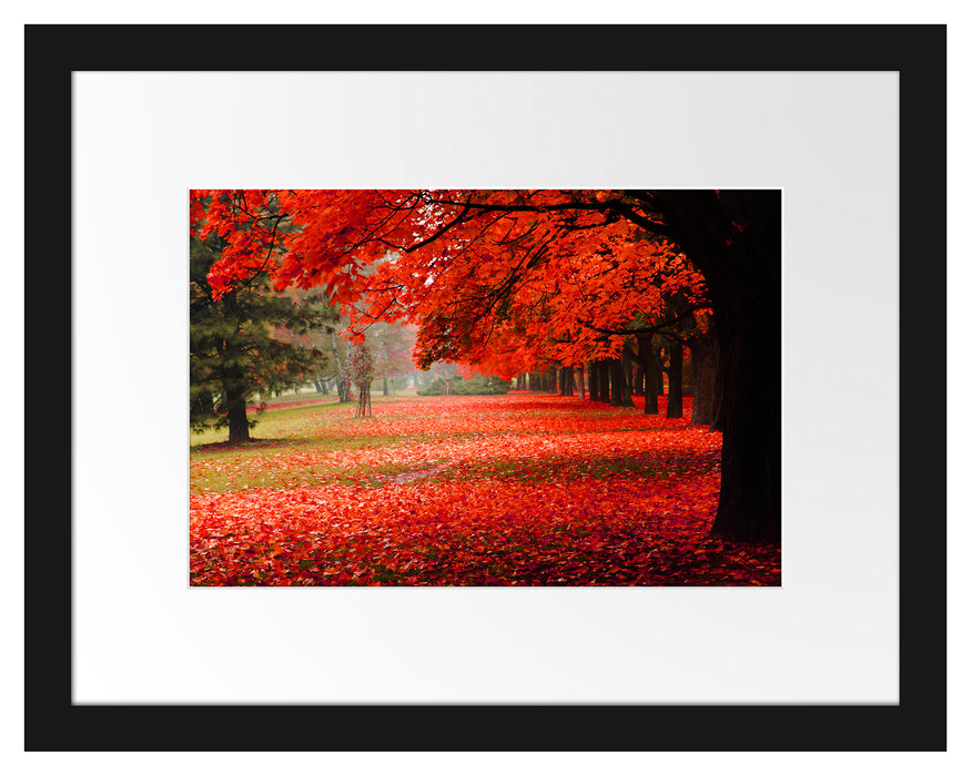 Rot gefärbter Park im Herbst Passepartout 38x30