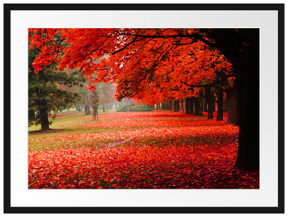 Rot gefärbter Park im Herbst Passepartout 80x60
