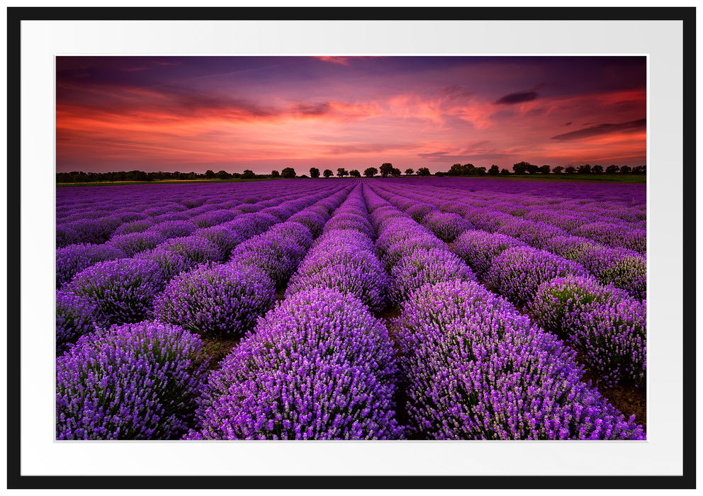 Pixxprint Wunderschöne Lavendel Provence, im Galerie-Passepartout Bilderrahmen