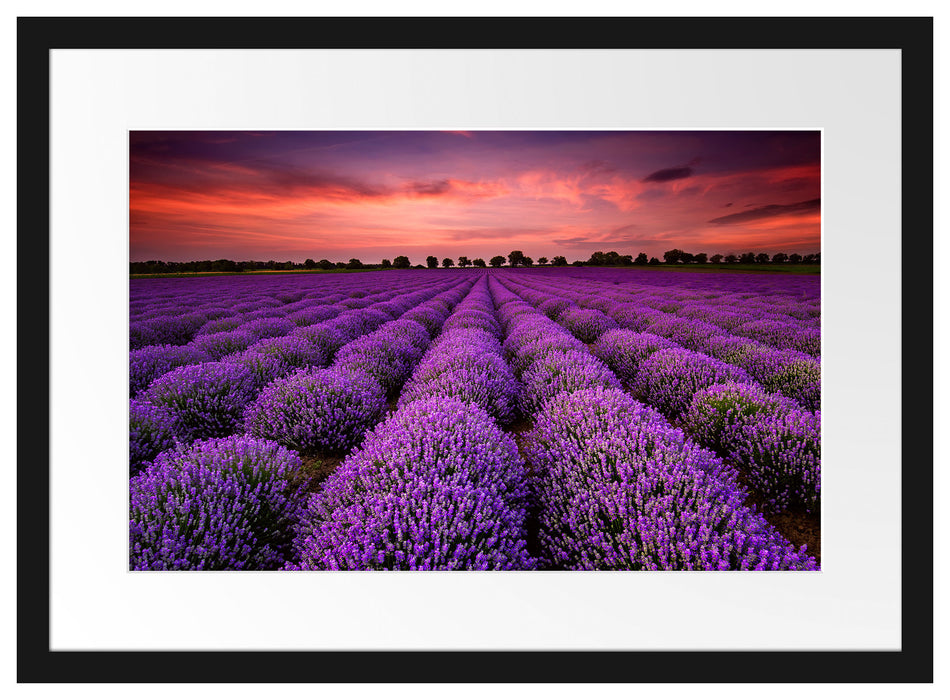 Wunderschöne Lavendel Provence Passepartout 55x40