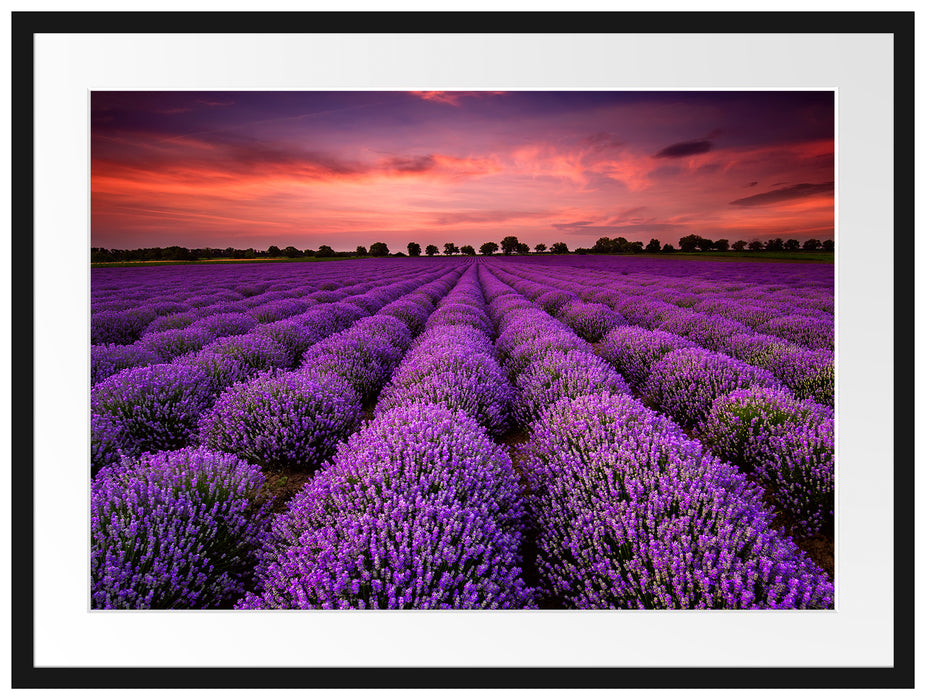 Wunderschöne Lavendel Provence Passepartout 80x60