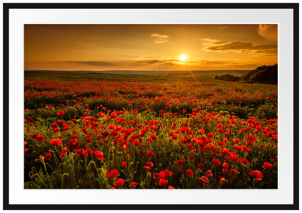 Pixxprint Mohnblütenfeld bei Sonnenuntergang, im Galerie-Passepartout Bilderrahmen