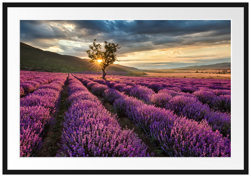 Pixxprint Lavendel Provence mit Baum, im Galerie-Passepartout Bilderrahmen