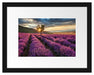 Lavendel Provence mit Baum Passepartout 38x30