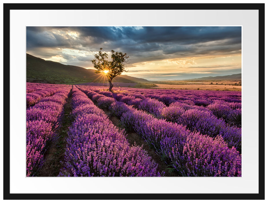 Lavendel Provence mit Baum Passepartout 80x60