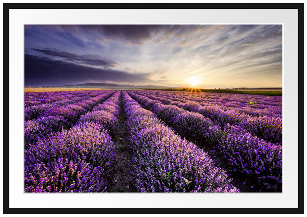Pixxprint Traumhafte Lavendel Provence, im Galerie-Passepartout Bilderrahmen