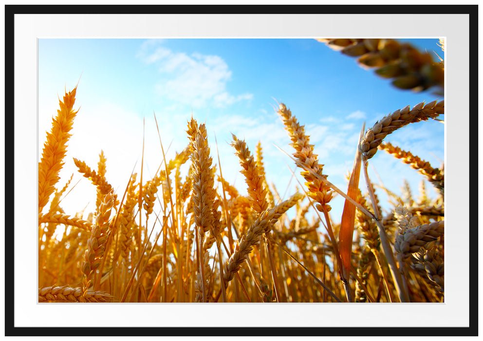 Getreide im Sonnenschein Passepartout 100x70