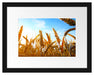 Getreide im Sonnenschein Passepartout 38x30