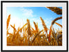 Getreide im Sonnenschein Passepartout 80x60