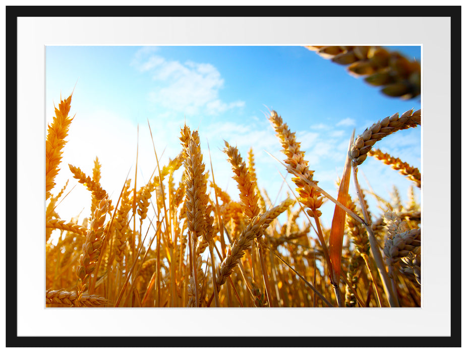 Getreide im Sonnenschein Passepartout 80x60