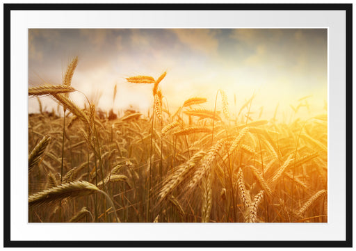 Getreide im Sonnenlicht Passepartout 100x70