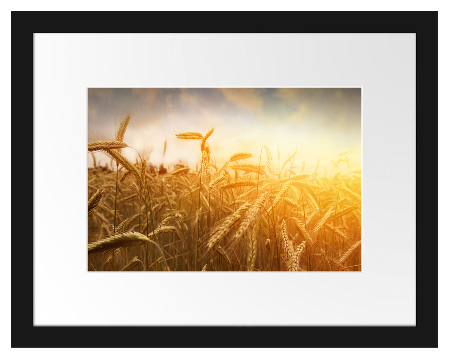 Getreide im Sonnenlicht Passepartout 38x30
