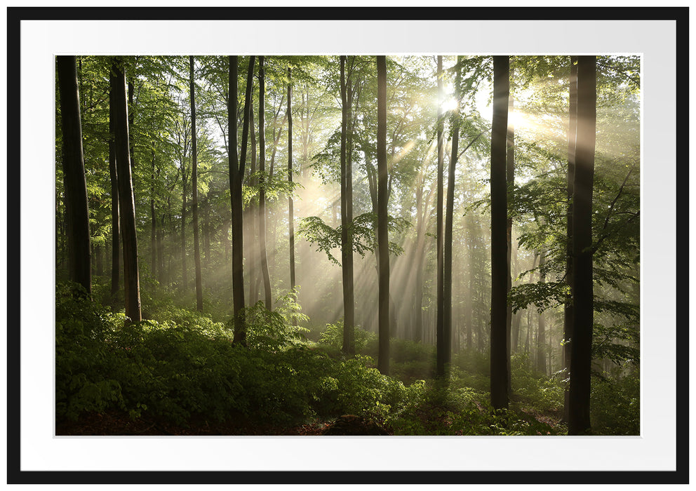 Pixxprint Sonnenstrahlen im Wald, im Galerie-Passepartout Bilderrahmen