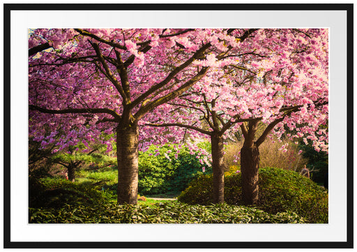 Rosa blühende Kirschbäume Passepartout 100x70