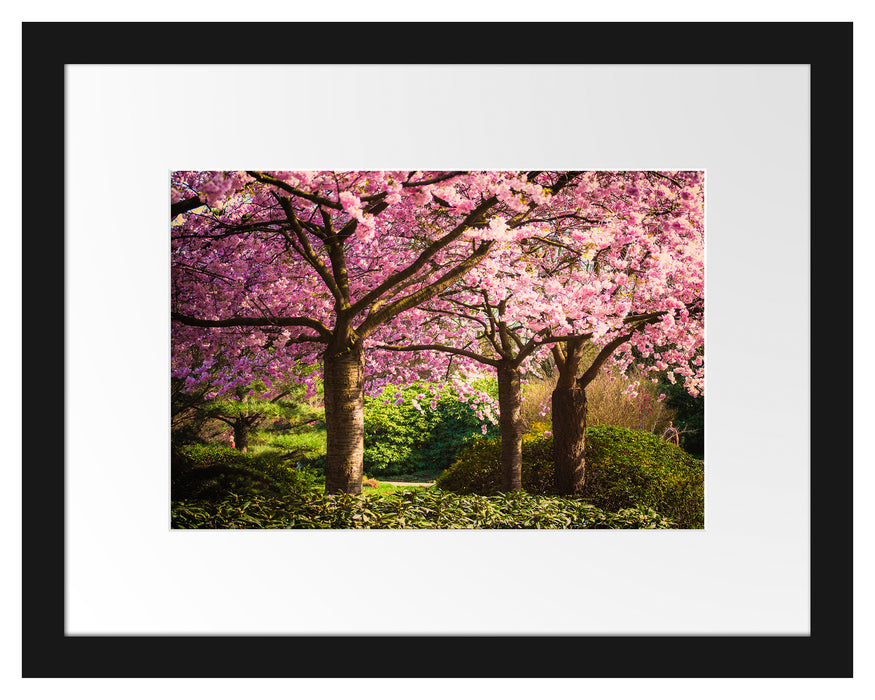 Rosa blühende Kirschbäume Passepartout 38x30