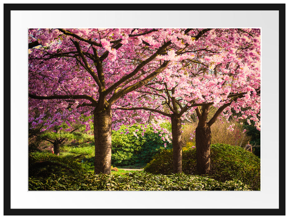 Rosa blühende Kirschbäume Passepartout 80x60