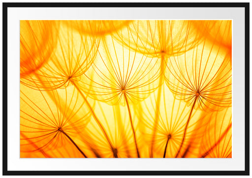 Pusteblumen oranges Licht Passepartout 100x70