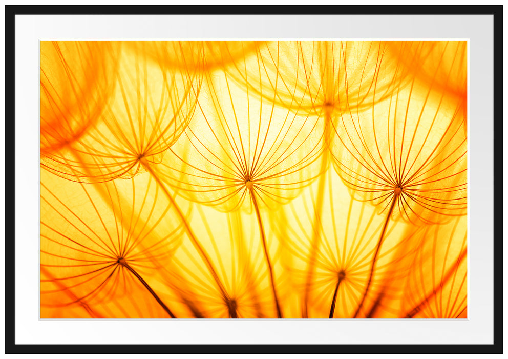 Pixxprint Pusteblumen oranges Licht, im Galerie-Passepartout Bilderrahmen