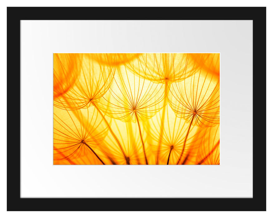 Pusteblumen oranges Licht Passepartout 38x30