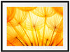 Pusteblumen oranges Licht Passepartout 80x60