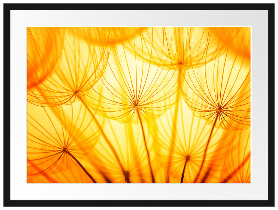 Pusteblumen oranges Licht Passepartout 80x60