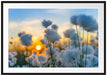 Baumwollblüten im Sonnenuntergang Passepartout 100x70