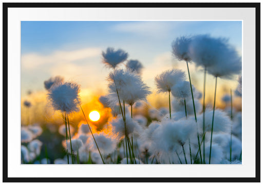 Baumwollblüten im Sonnenuntergang Passepartout 100x70