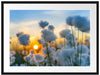 Baumwollblüten im Sonnenuntergang Passepartout 80x60