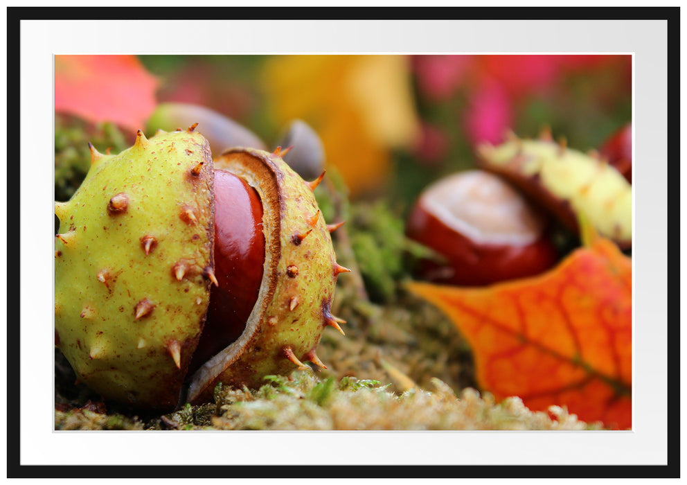 Pixxprint Erste Kastanie öffnet sich, im Galerie-Passepartout Bilderrahmen