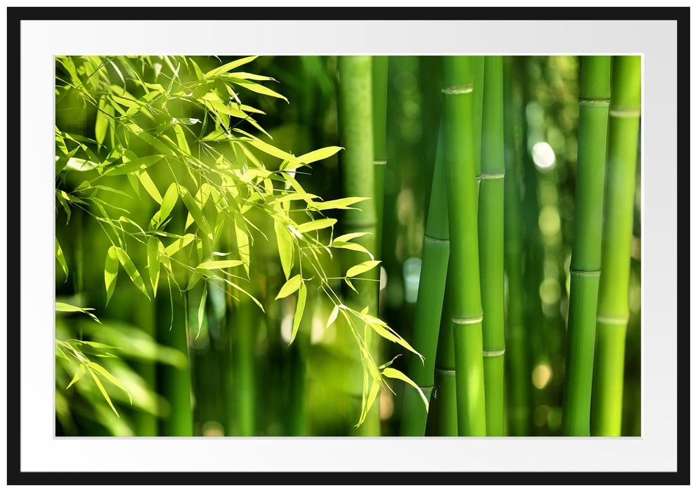 Bambus mit Blättern Passepartout 100x70