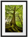 Riesiger Baum im Dschungel Passepartout 55x40