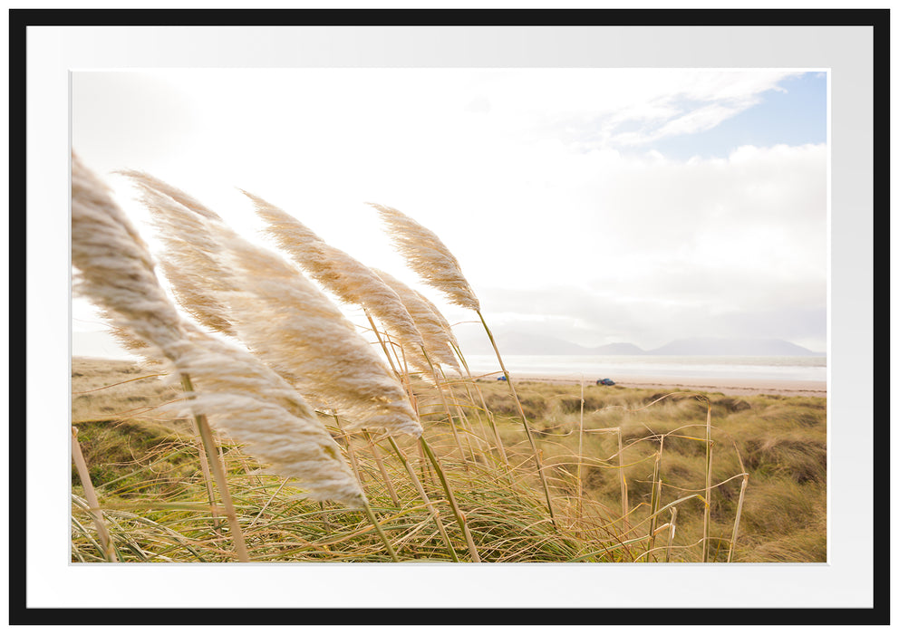 Pixxprint Schönes Schilf in den Dünen, im Galerie-Passepartout Bilderrahmen