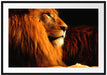 Majestätischer stolzer Löwe Passepartout 100x70