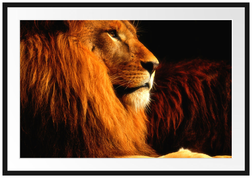 Majestätischer stolzer Löwe Passepartout 100x70