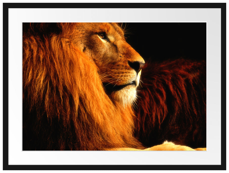 Majestätischer stolzer Löwe Passepartout 80x60