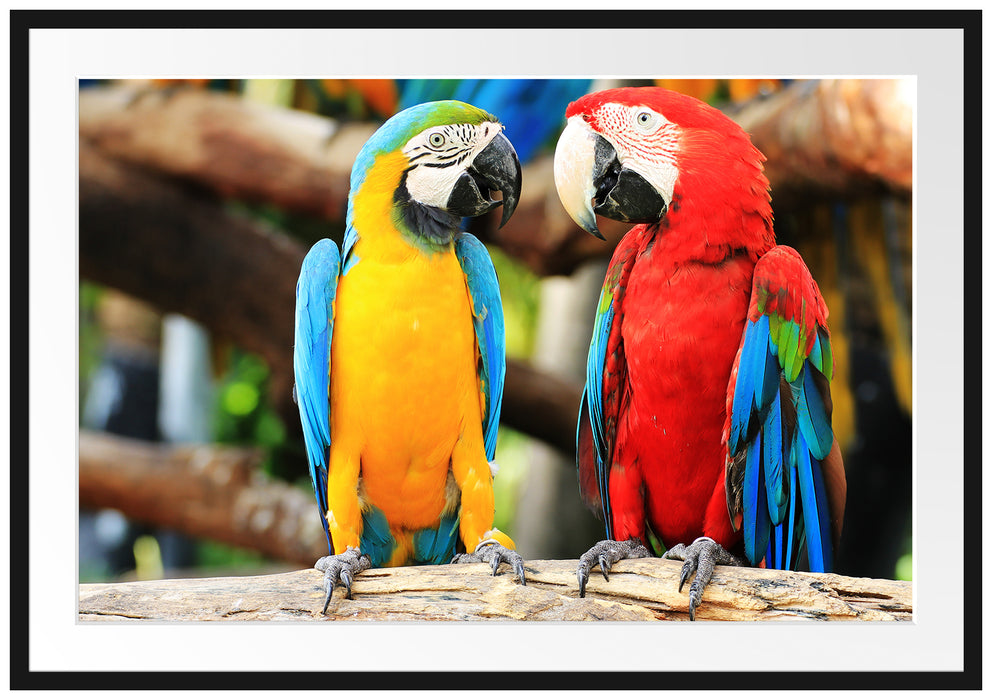 Zwei Papageien auf einem Ast Passepartout 100x70