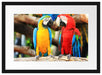 Zwei Papageien auf einem Ast Passepartout 55x40