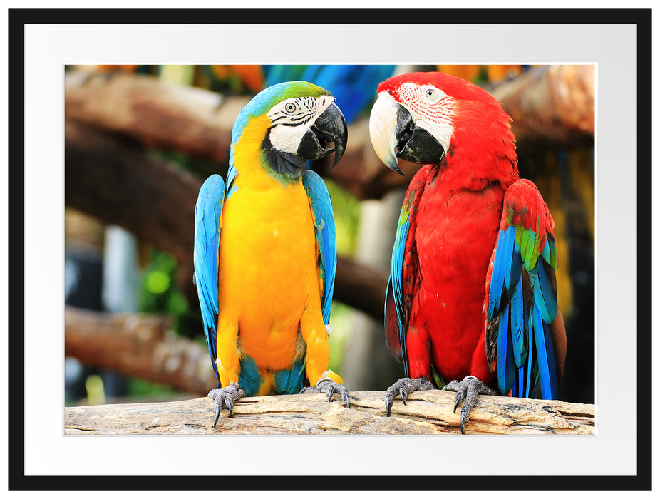 Zwei Papageien auf einem Ast Passepartout 80x60