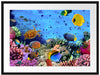 Fische über Korallenriff Passepartout 80x60