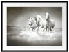 Pferde rennen im Wasser Passepartout 80x60