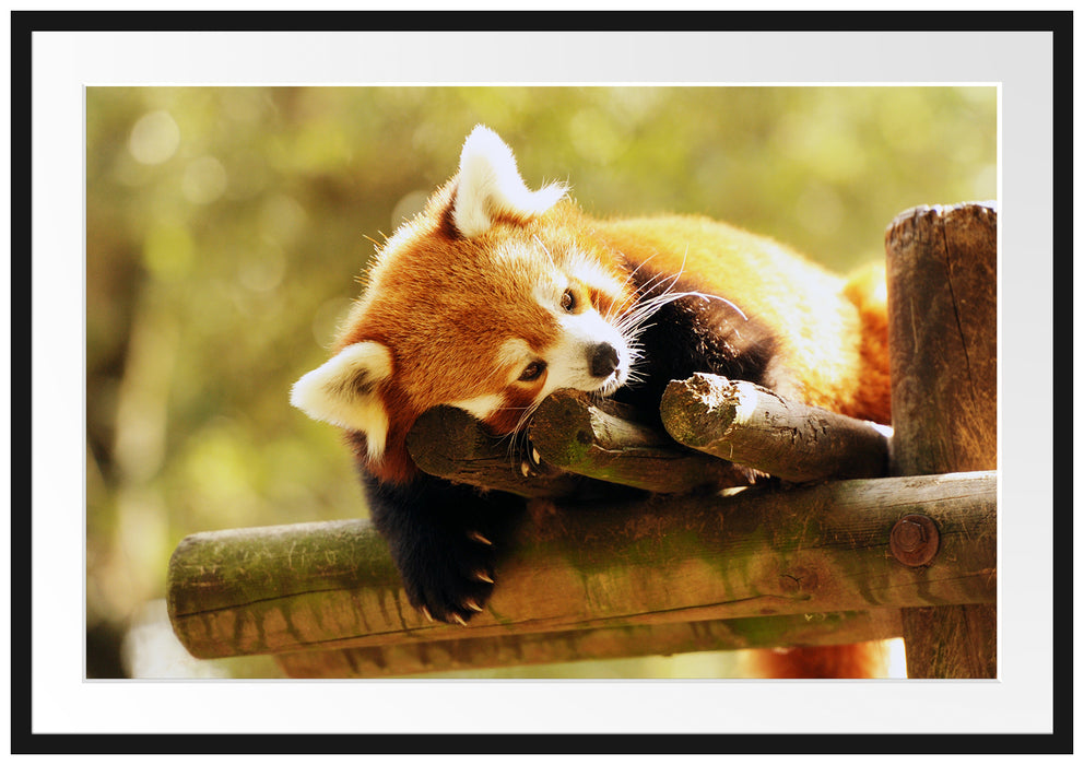 Pixxprint Kleiner Panda träumt, im Galerie-Passepartout Bilderrahmen